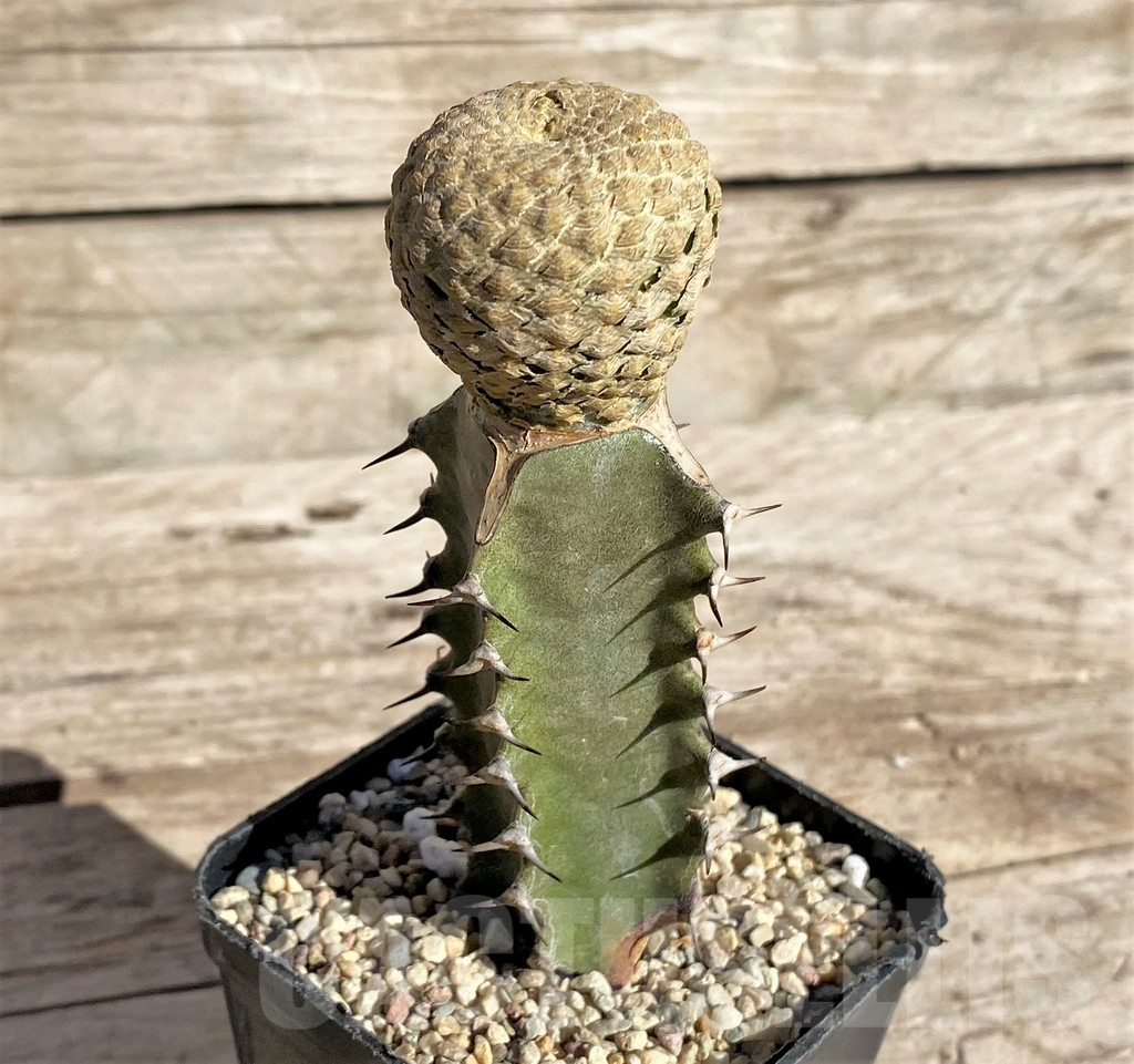 SHPR33825 Euphorbia piscidermis, grafted - Image 3