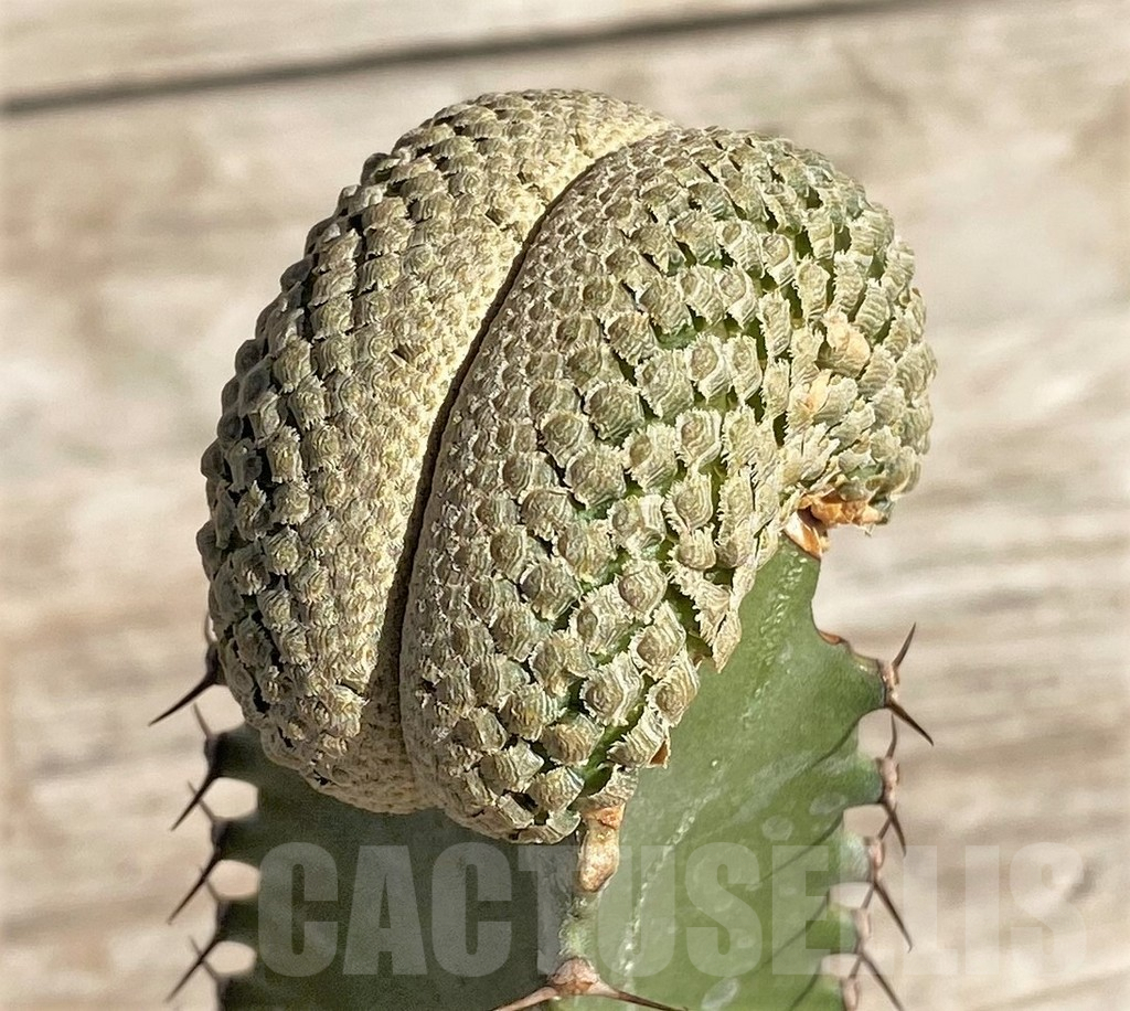 SHPR33827 Euphorbia piscidermis f. cristata, grafted