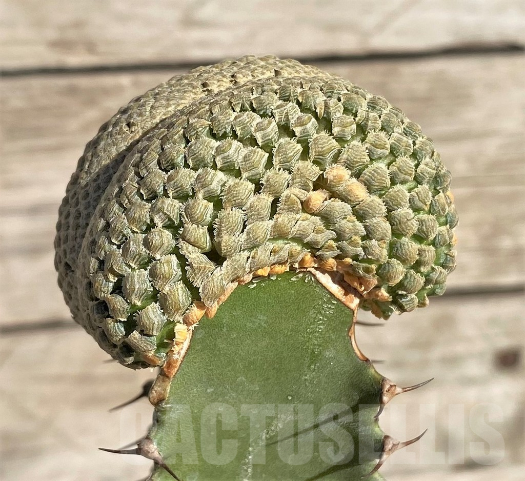 SHPR33827 Euphorbia piscidermis f. cristata, grafted - immagine 2