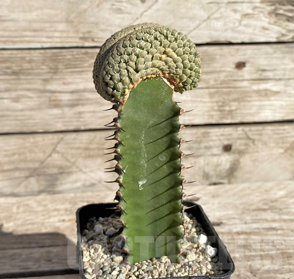 SHPR33827 Euphorbia piscidermis f. cristata, grafted - immagine 3