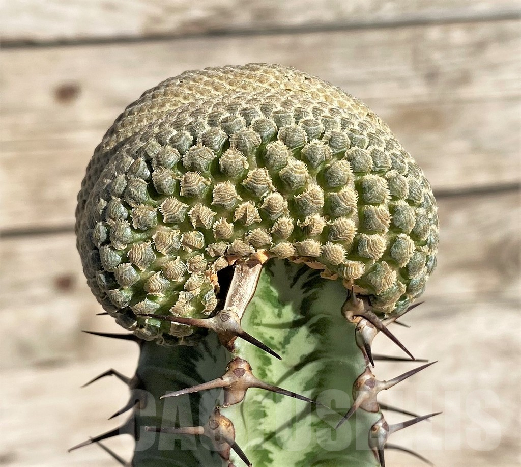 SHPR33835 Euphorbia piscidermis f. cristata, grafted - Image 2