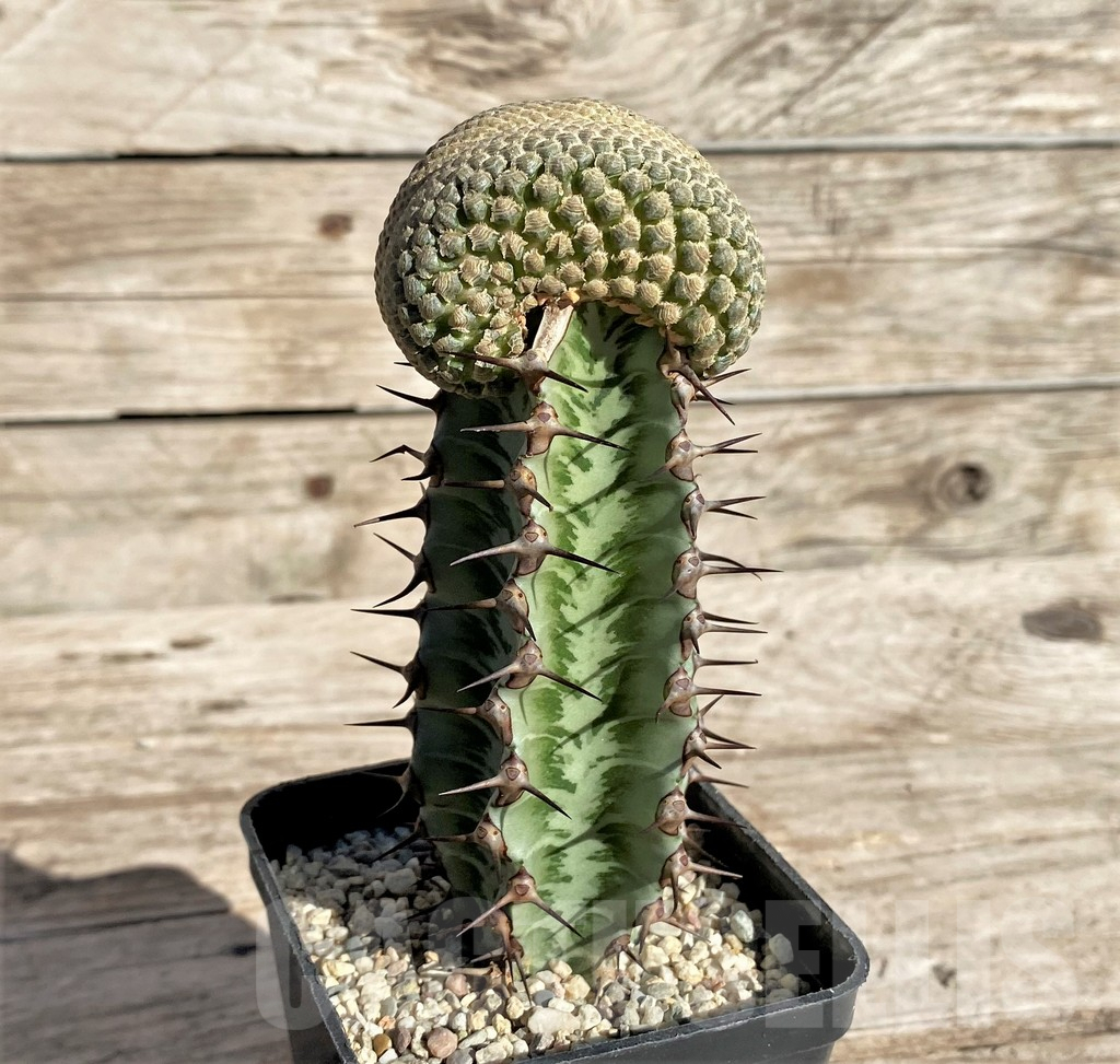 SHPR33835 Euphorbia piscidermis f. cristata, grafted - Image 3