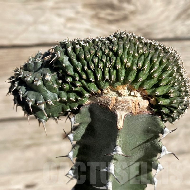 SHPR33837 Euphorbia phillipsioides f. cristata, grafted