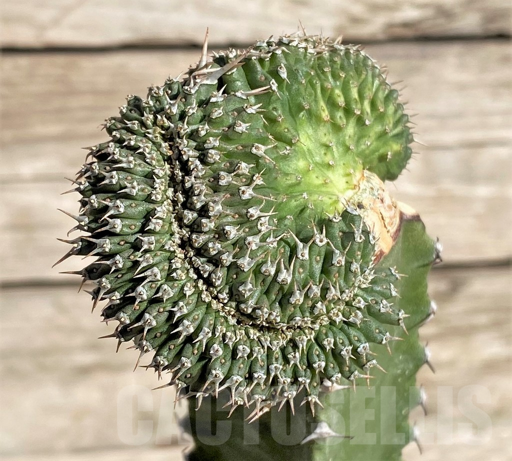 SHPR33838 Euphorbia phillipsioides f. cristata, grafted