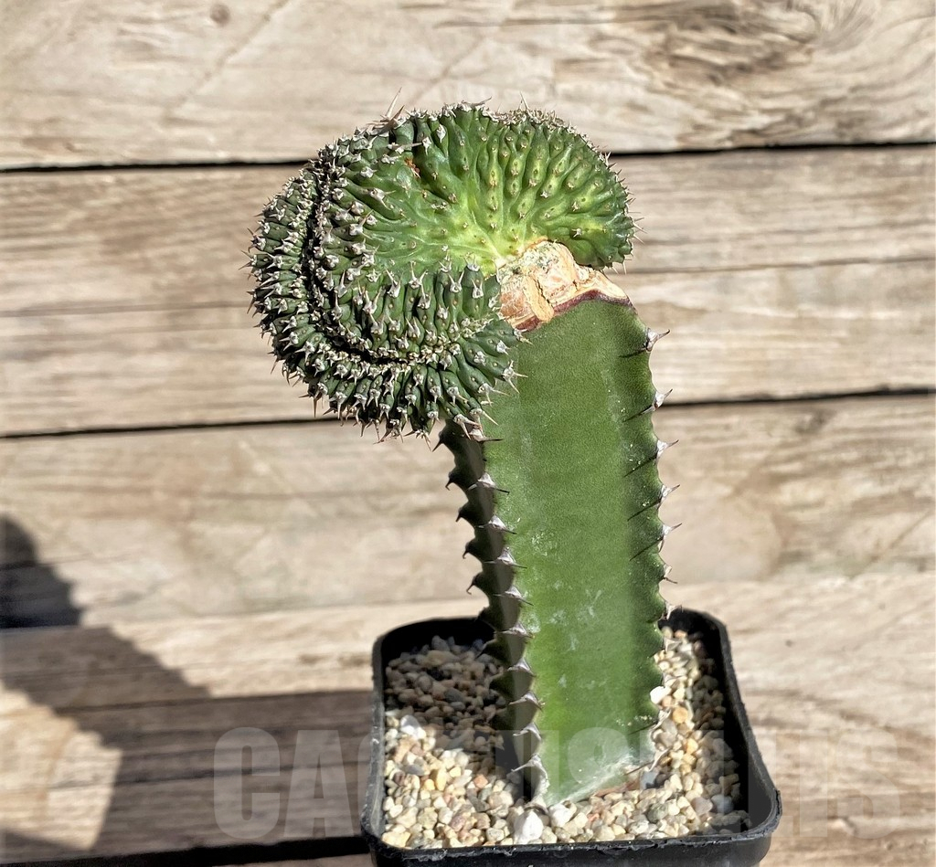 SHPR33838 Euphorbia phillipsioides f. cristata, grafted - Image 2