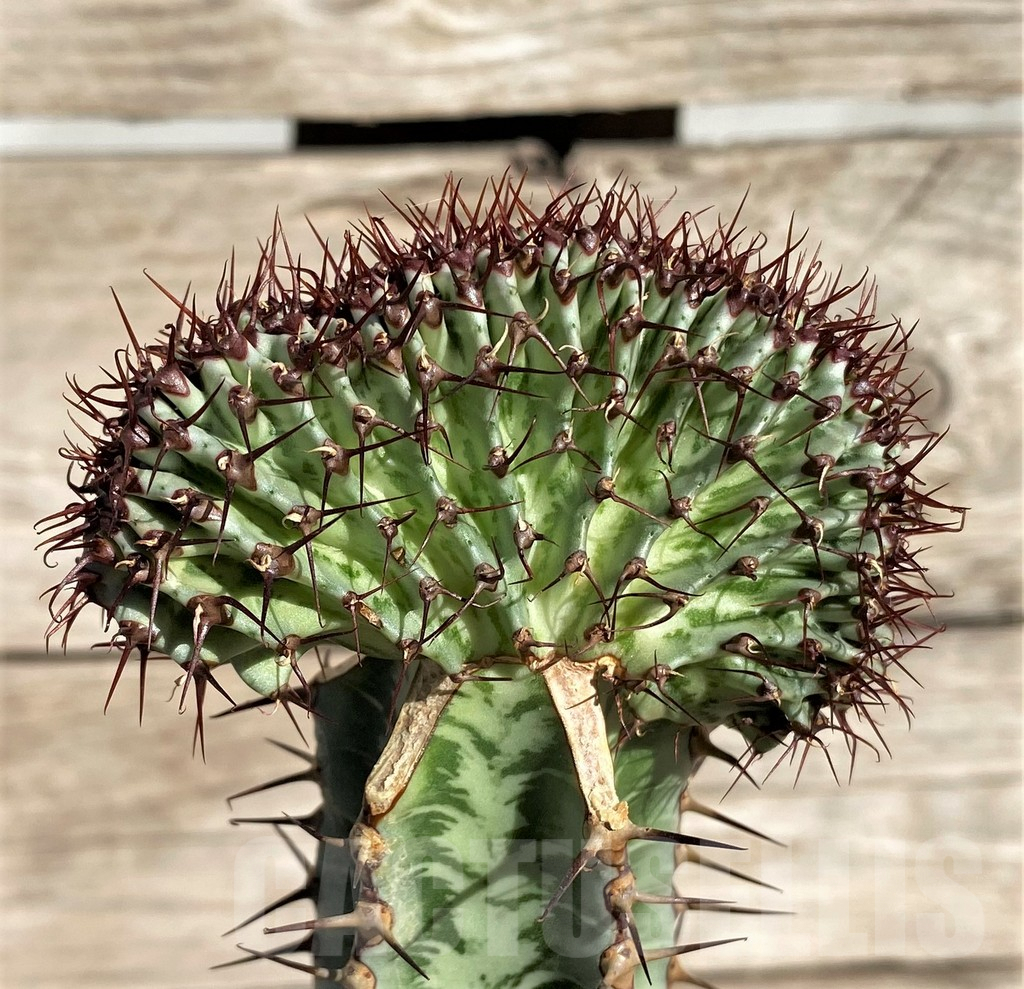 SHPR33840 Euphorbia confinalis f. cristata, grafted