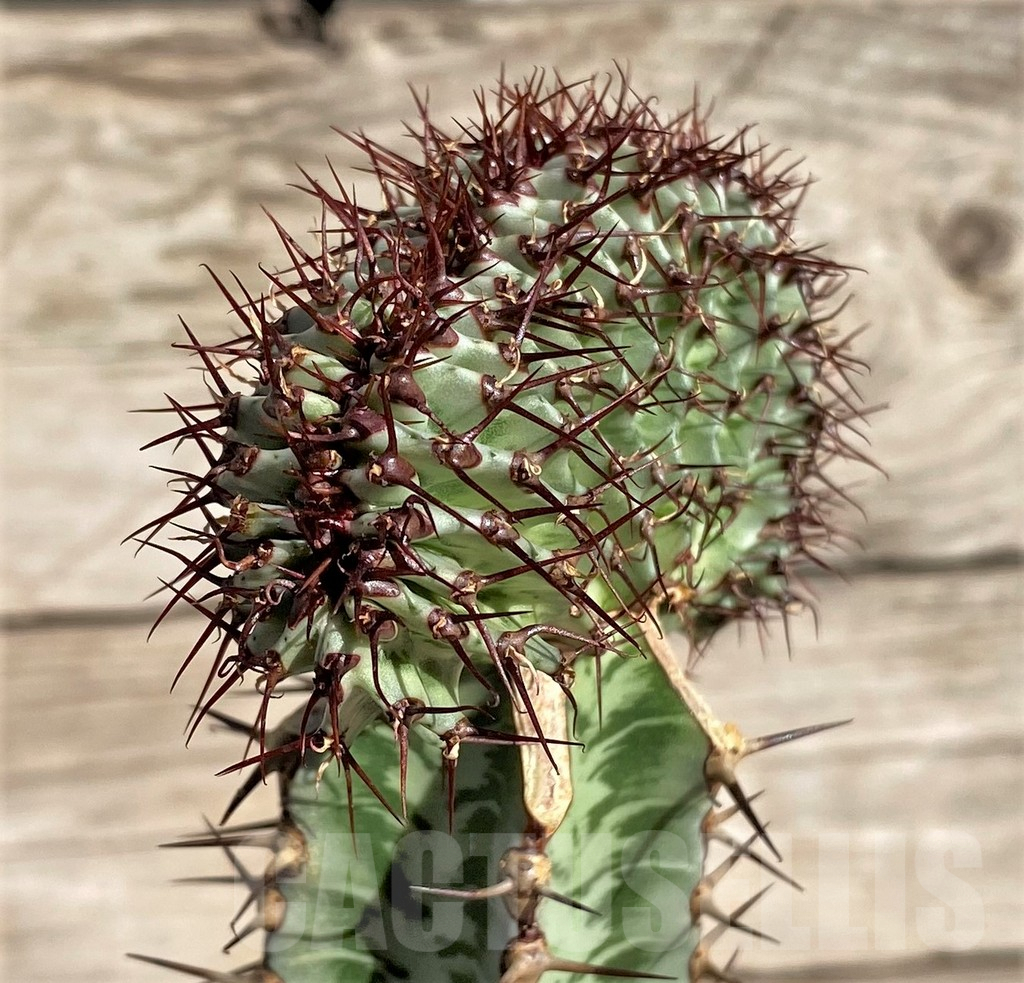 SHPR33840 Euphorbia confinalis f. cristata, grafted - Image 2