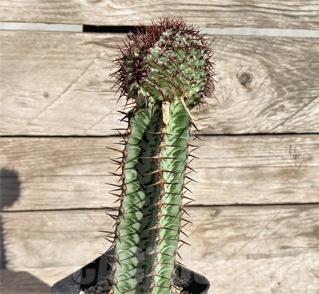 SHPR33840 Euphorbia confinalis f. cristata, grafted - Image 3