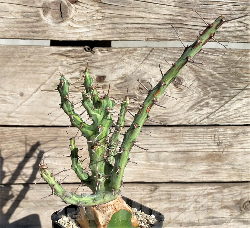 SHPR33841 Euphorbia schizacantha, grafted - Imagen 2