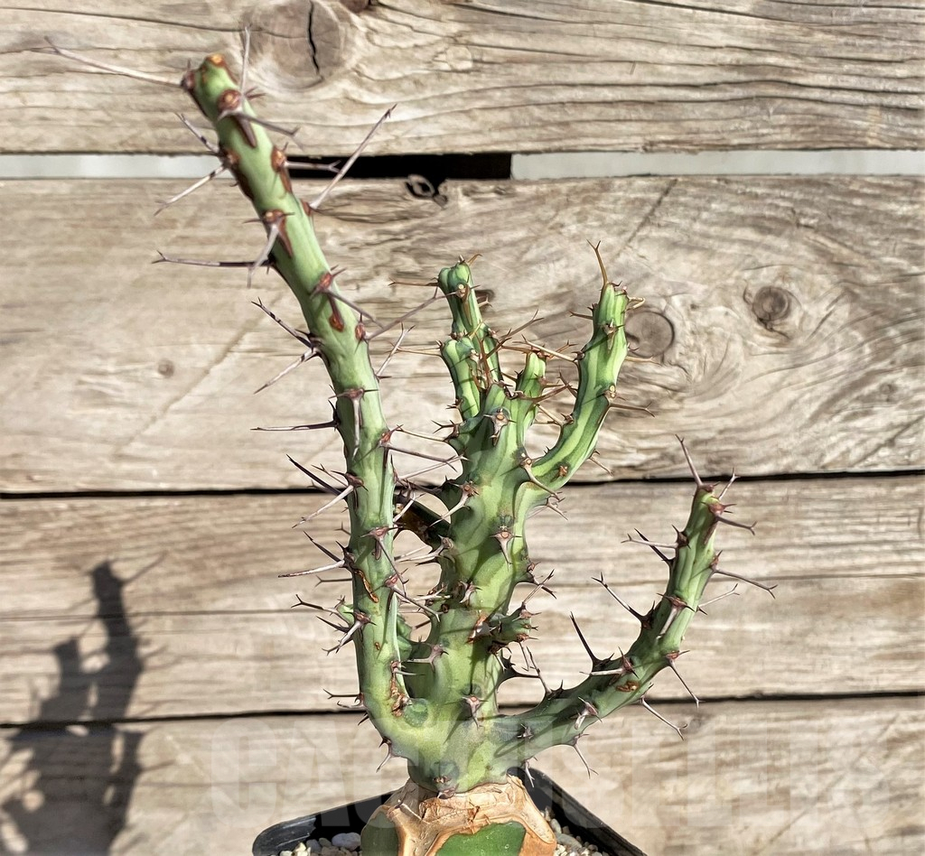 SHPR33841 Euphorbia schizacantha, grafted