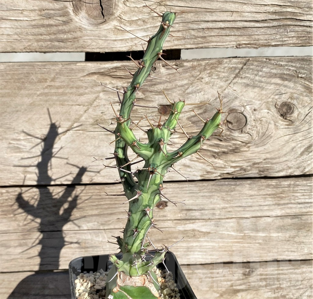 SHPR33842 Euphorbia schizacantha, grafted - Image 2