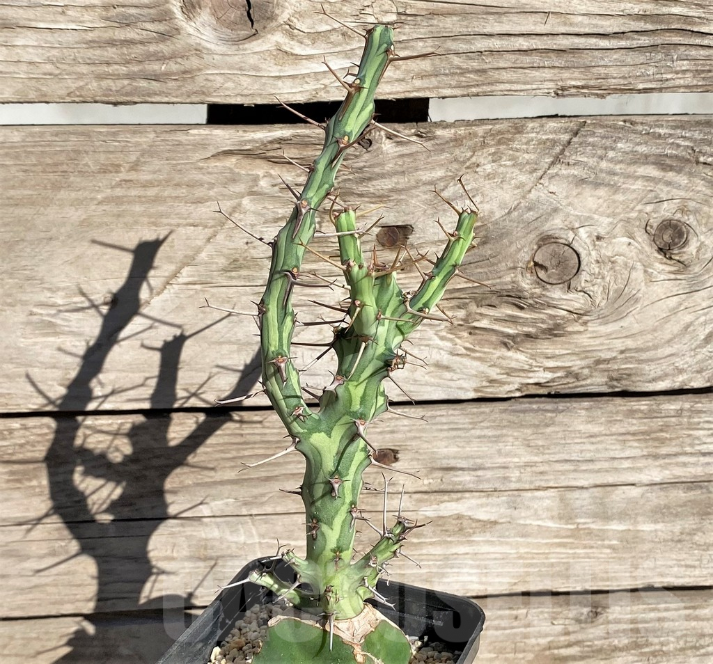 SHPR33842 Euphorbia schizacantha, grafted