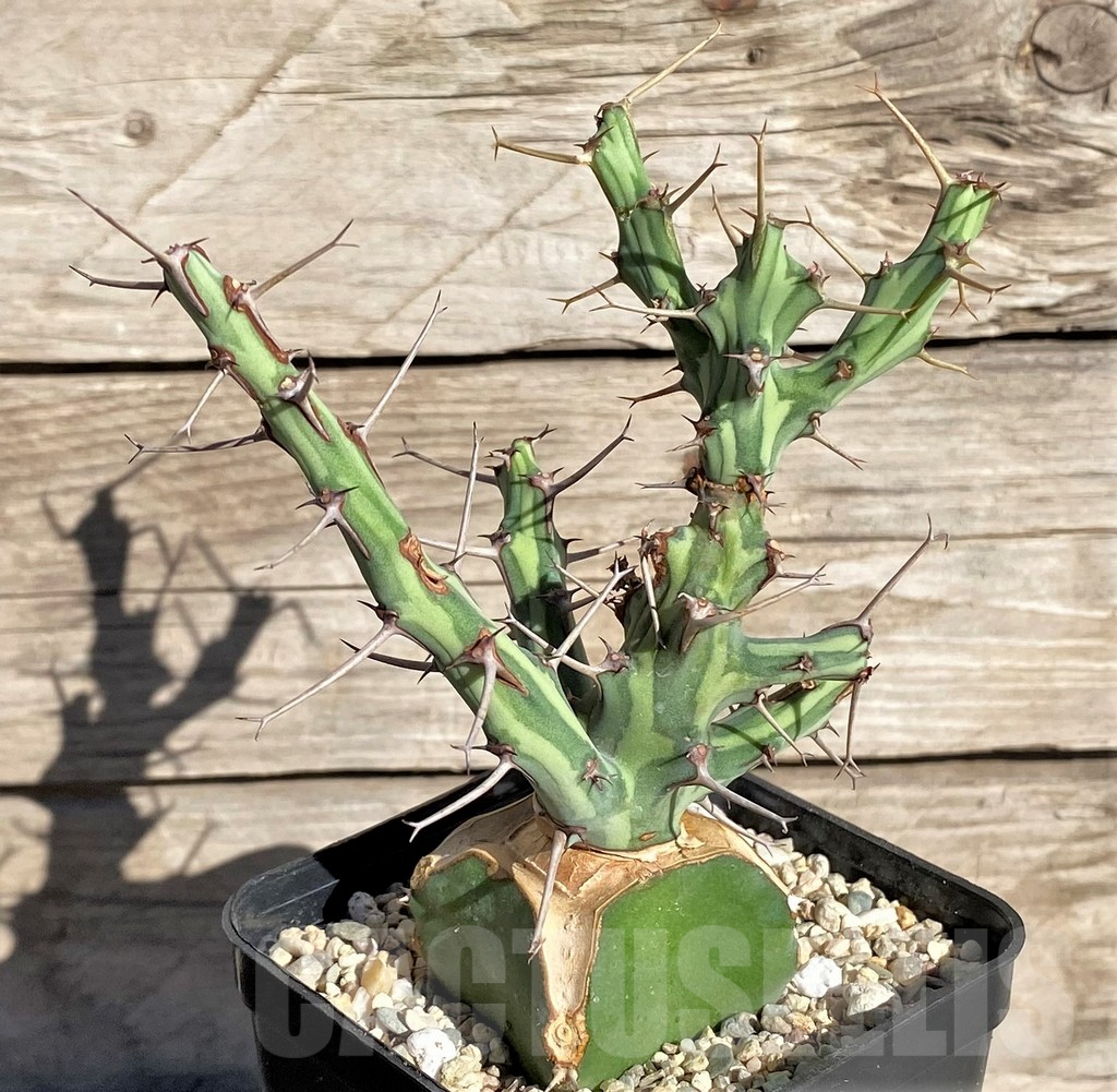 SHPR33843 Euphorbia schizacantha, grafted - Image 2