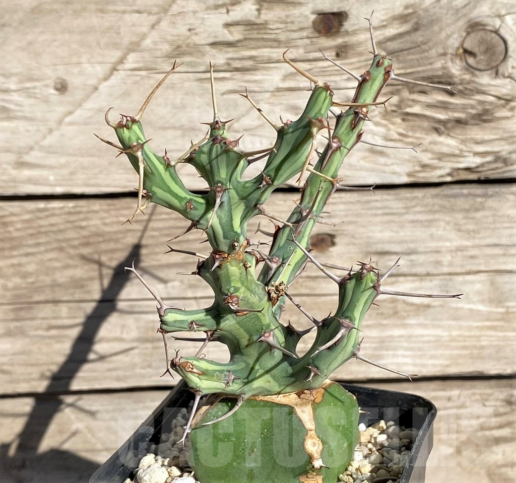 SHPR33843 Euphorbia schizacantha, grafted