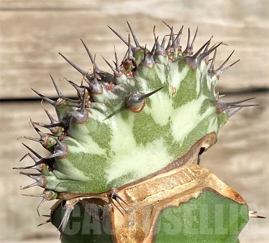 SHPR33844 Euphorbia horwoodii f. cristata, grafted