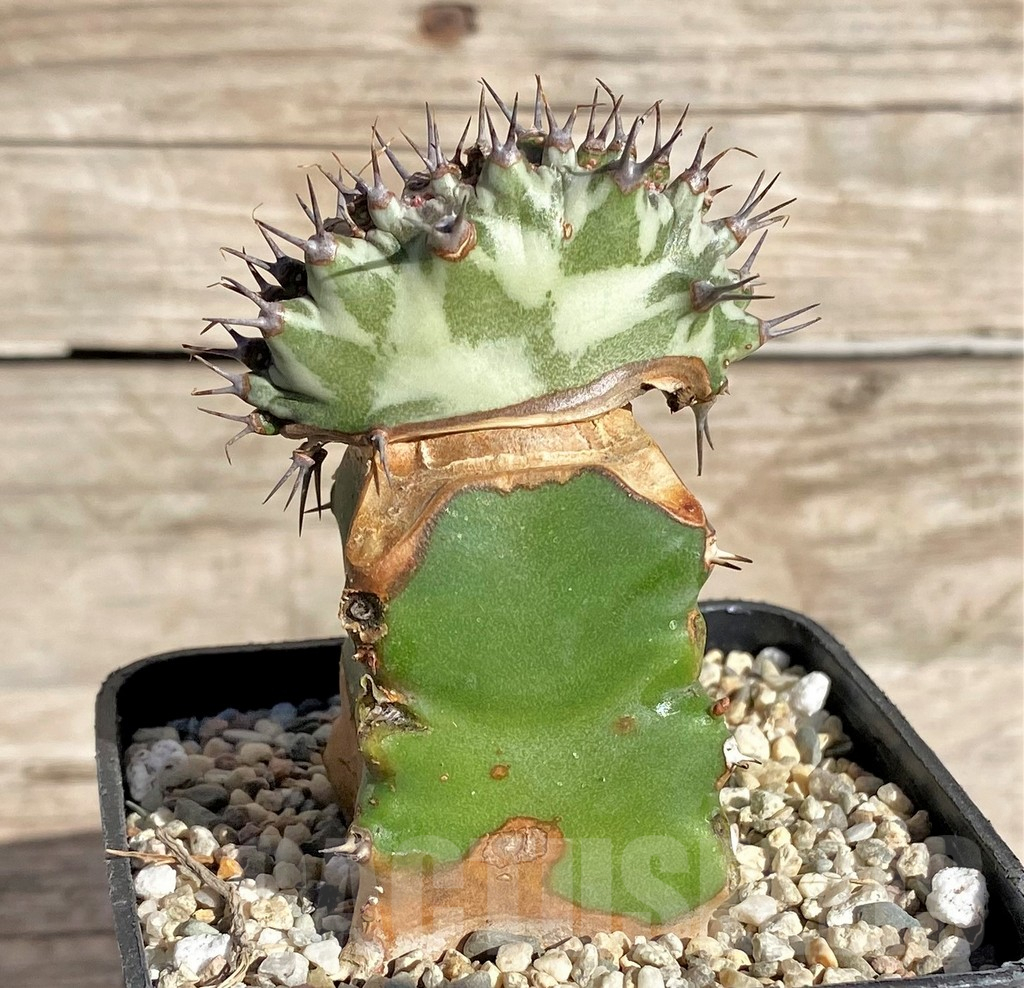 SHPR33844 Euphorbia horwoodii f. cristata, grafted - 画像 (2)