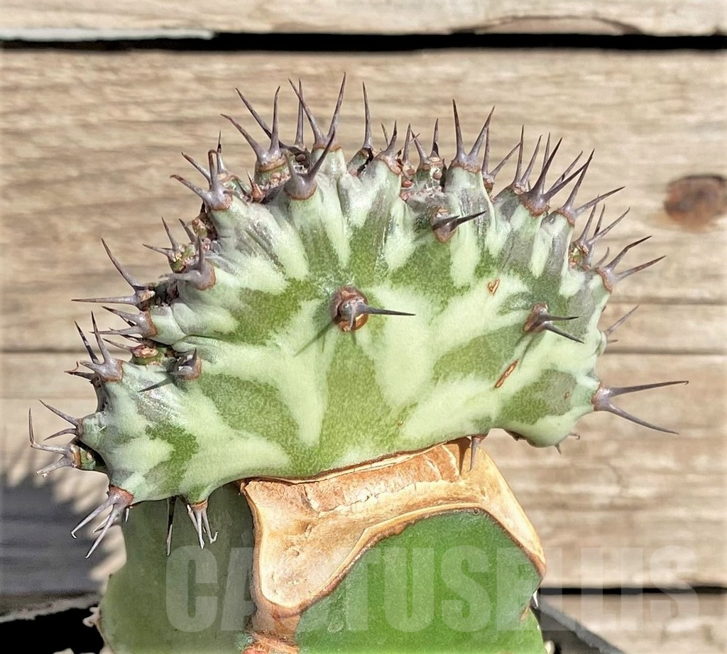 SHPR33845 Euphorbia horwoodii f. cristata, grafted