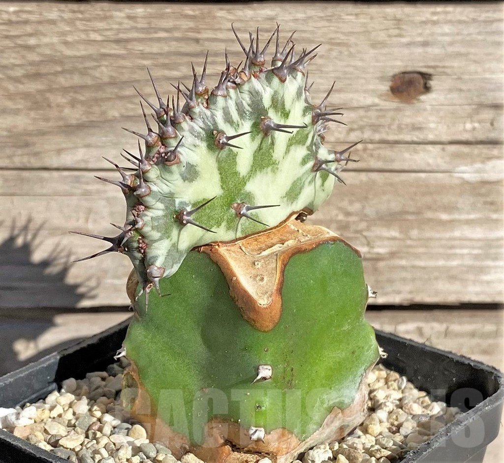 SHPR33845 Euphorbia horwoodii f. cristata, grafted - 画像 (2)