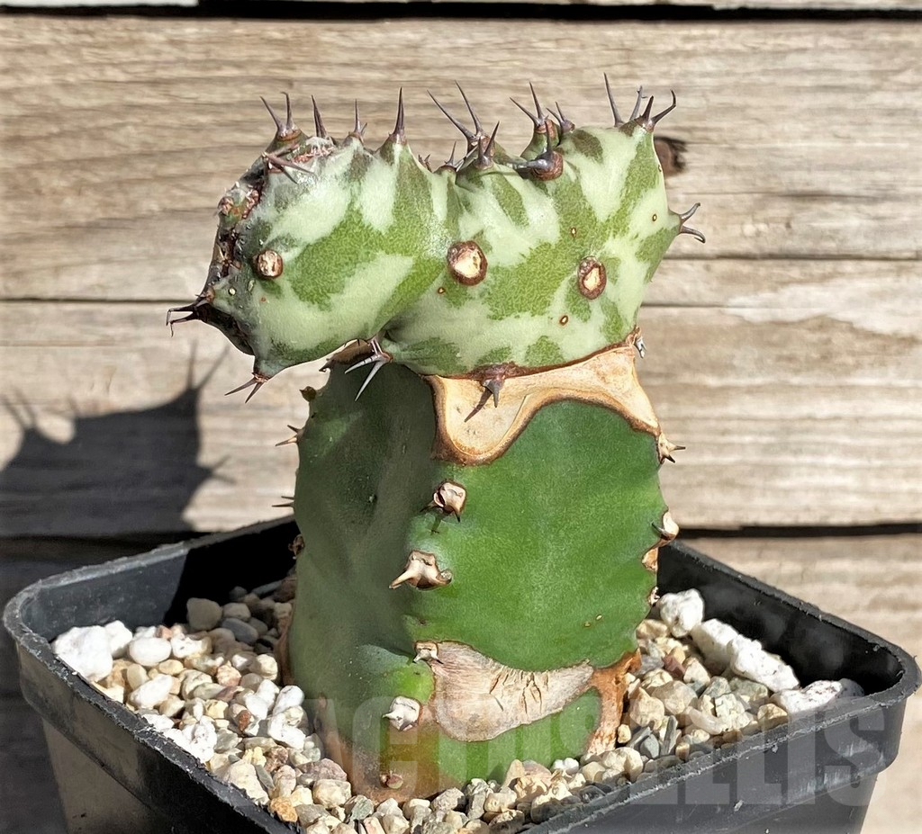 SHPR33846 Euphorbia horwoodii f. cristata, grafted - Image 2