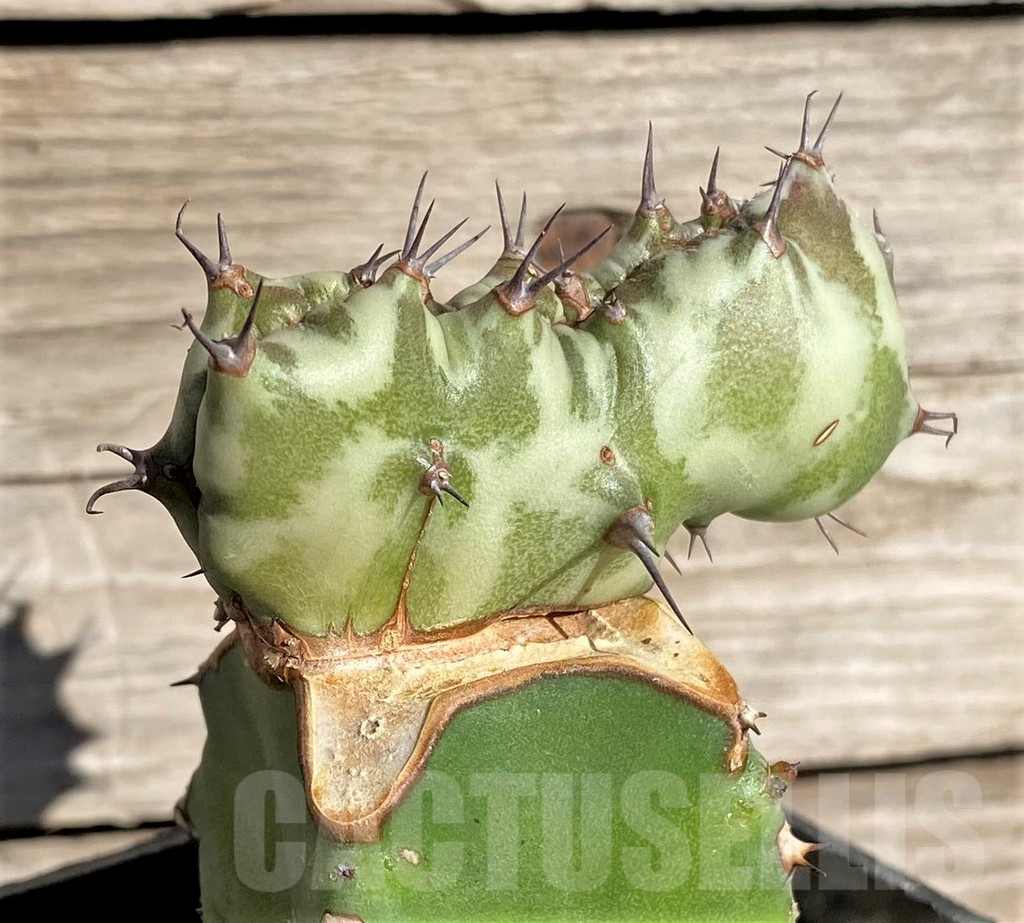 SHPR33846 Euphorbia horwoodii f. cristata, grafted