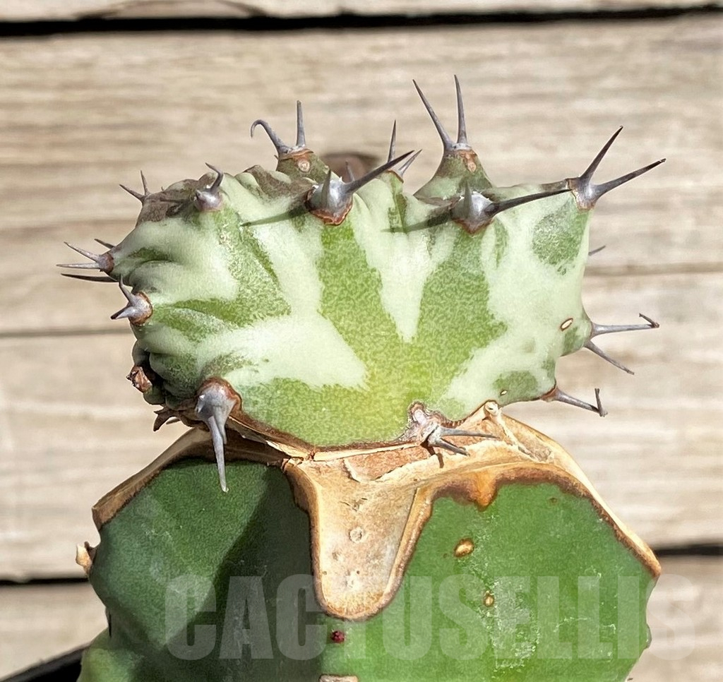 SHPR33847 Euphorbia horwoodii f. cristata, grafted