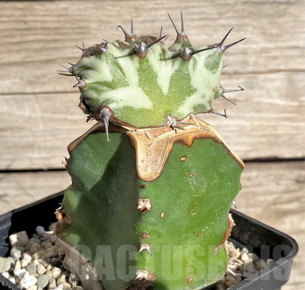 SHPR33847 Euphorbia horwoodii f. cristata, grafted - Image 2