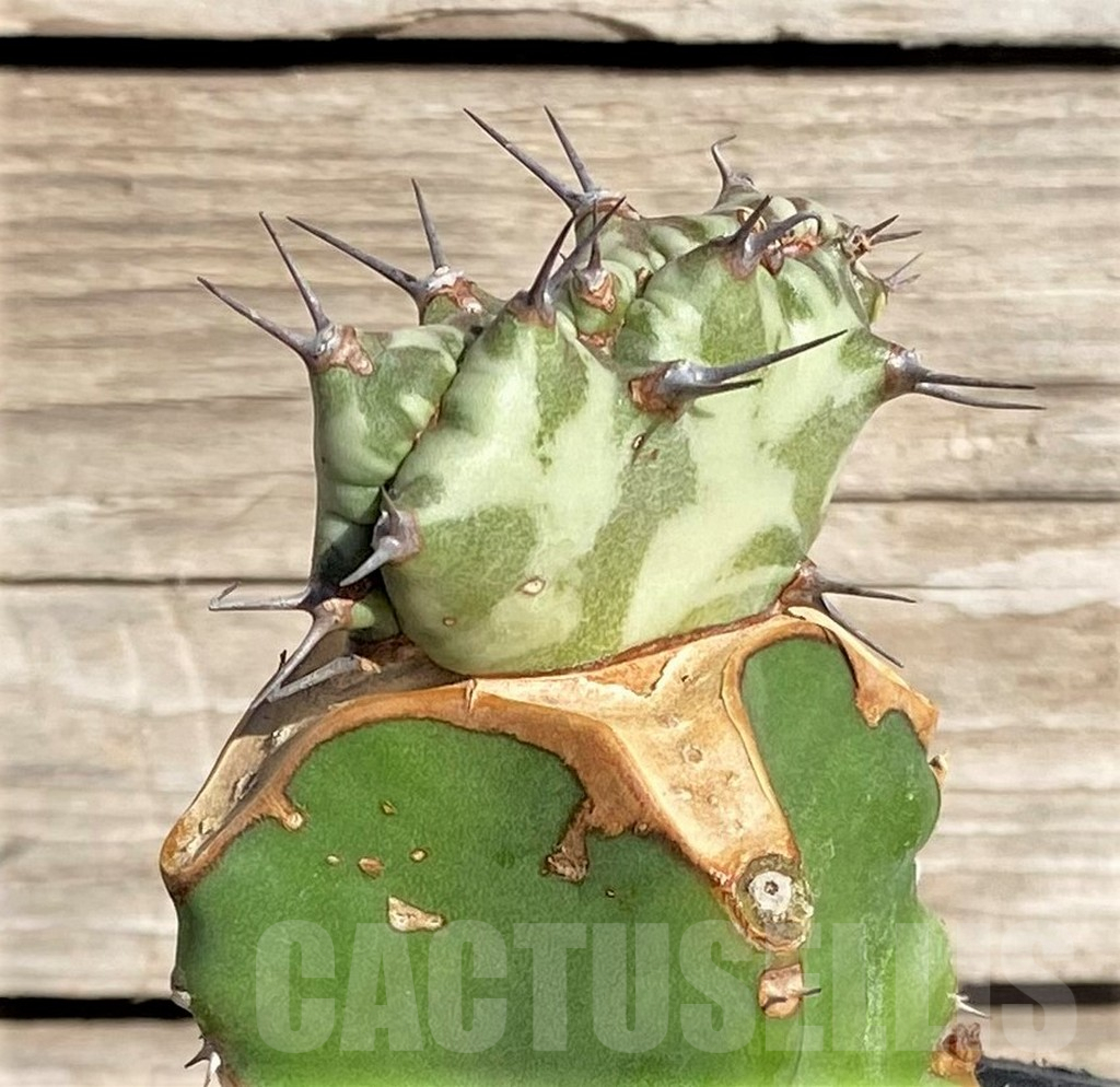 SHPR33847 Euphorbia horwoodii f. cristata, grafted - Image 3