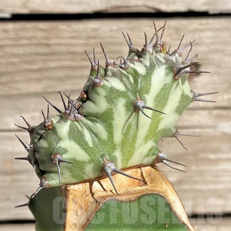 SHPR33848 Euphorbia horwoodii f. cristata, grafted