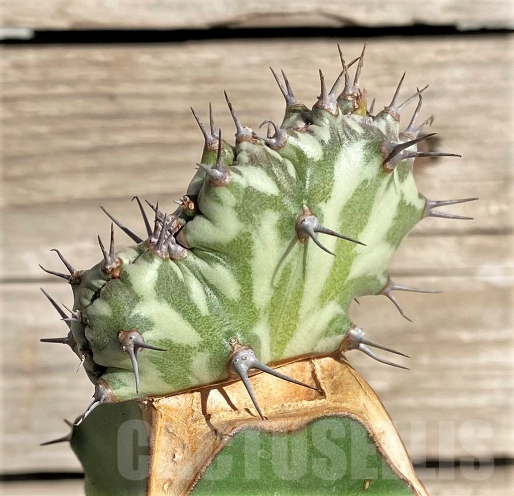 SHPR33848 Euphorbia horwoodii f. cristata, grafted