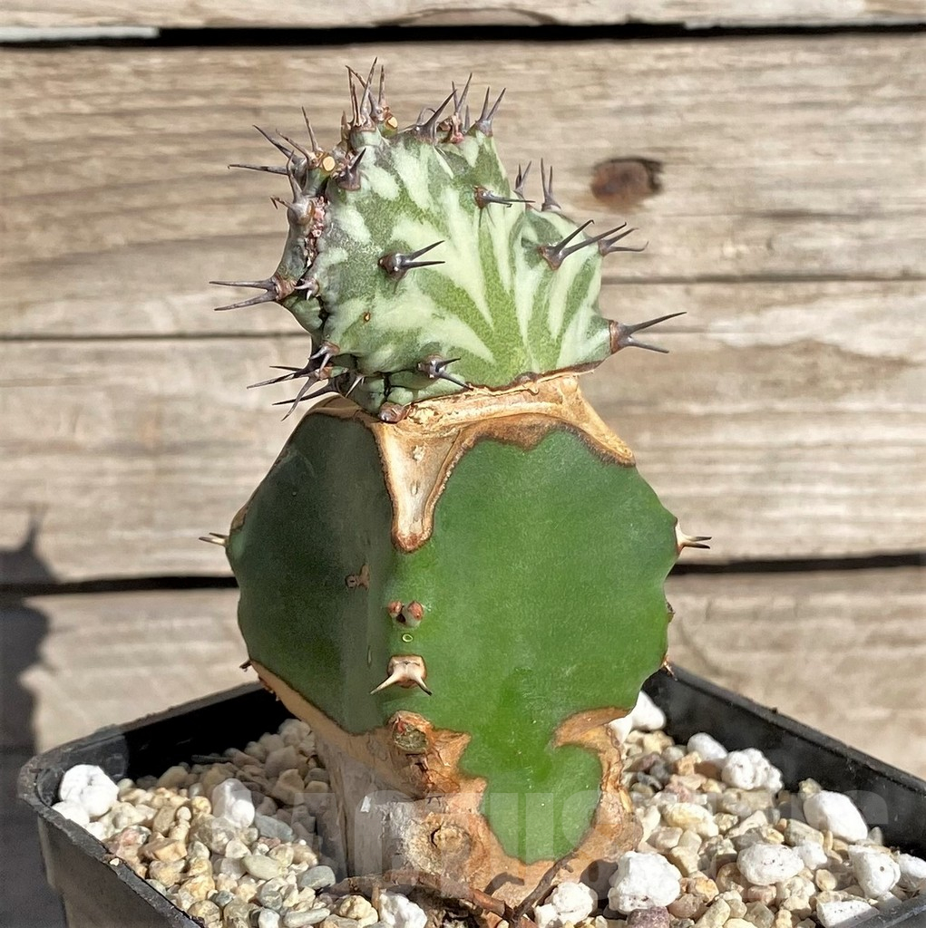 SHPR33848 Euphorbia horwoodii f. cristata, grafted - Image 2