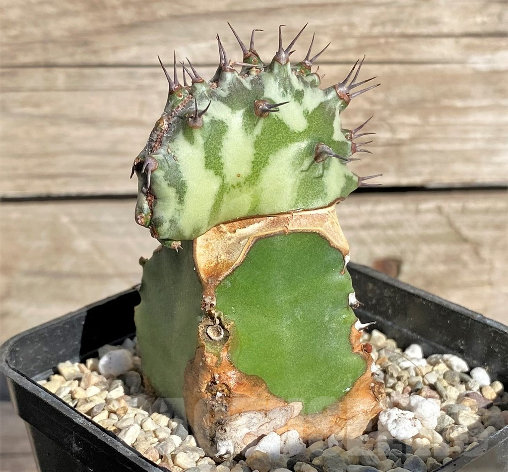 SHPR33849 Euphorbia horwoodii f. cristata, grafted - Image 2