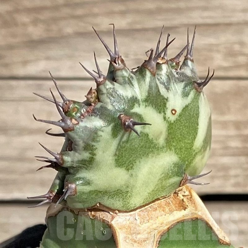 SHPR33849 Euphorbia horwoodii f. cristata, grafted