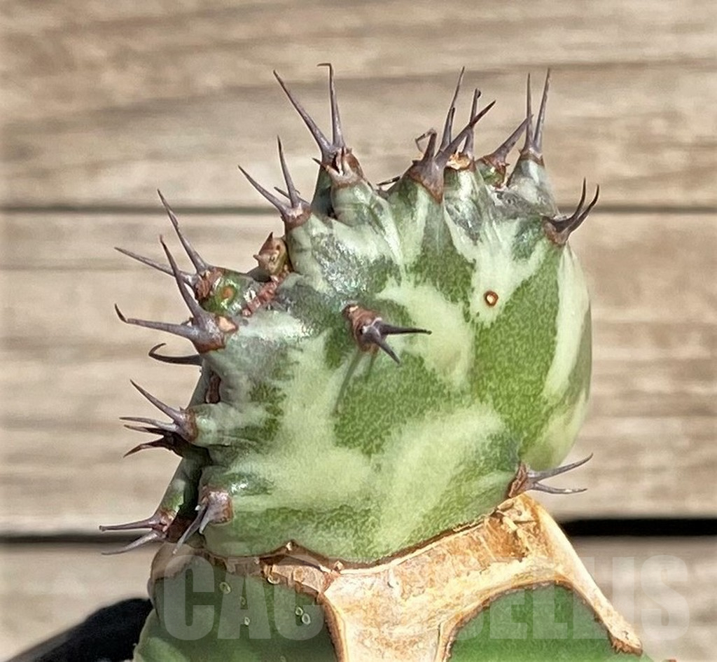 SHPR33849 Euphorbia horwoodii f. cristata, grafted