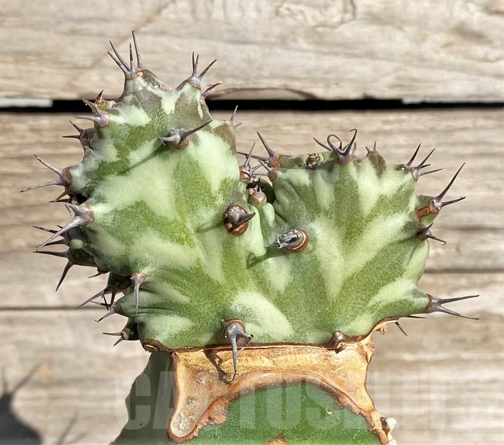 SHPR33851 Euphorbia horwoodii f. cristata, grafted