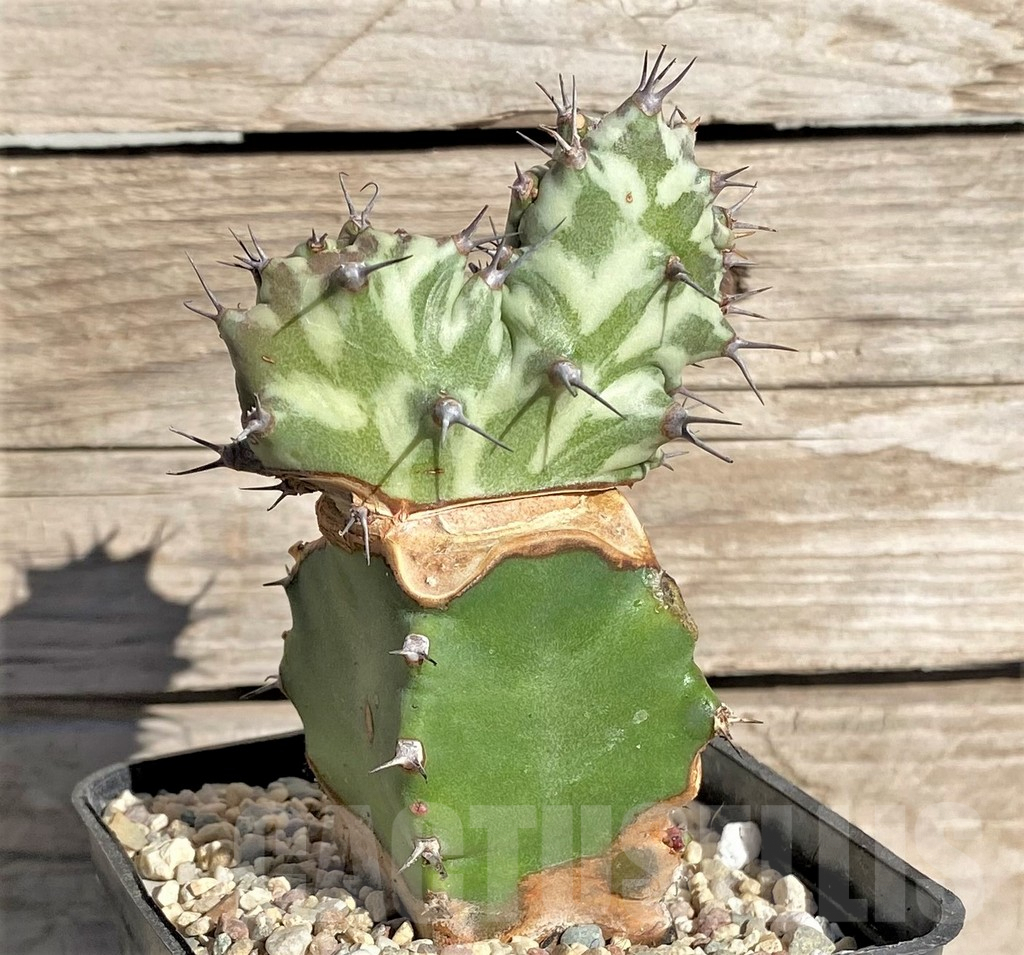 SHPR33851 Euphorbia horwoodii f. cristata, grafted - Зображення 2