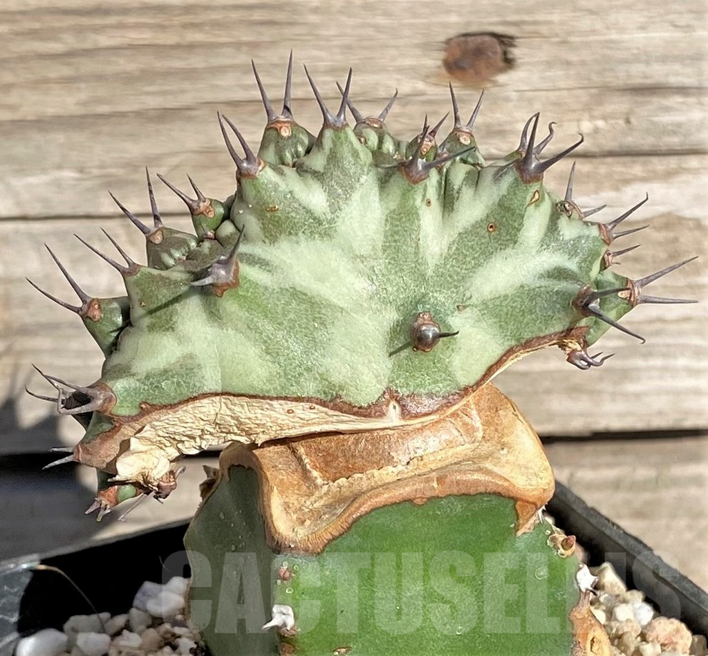 SHPR33853 Euphorbia horwoodii f. cristata, grafted - Image 2