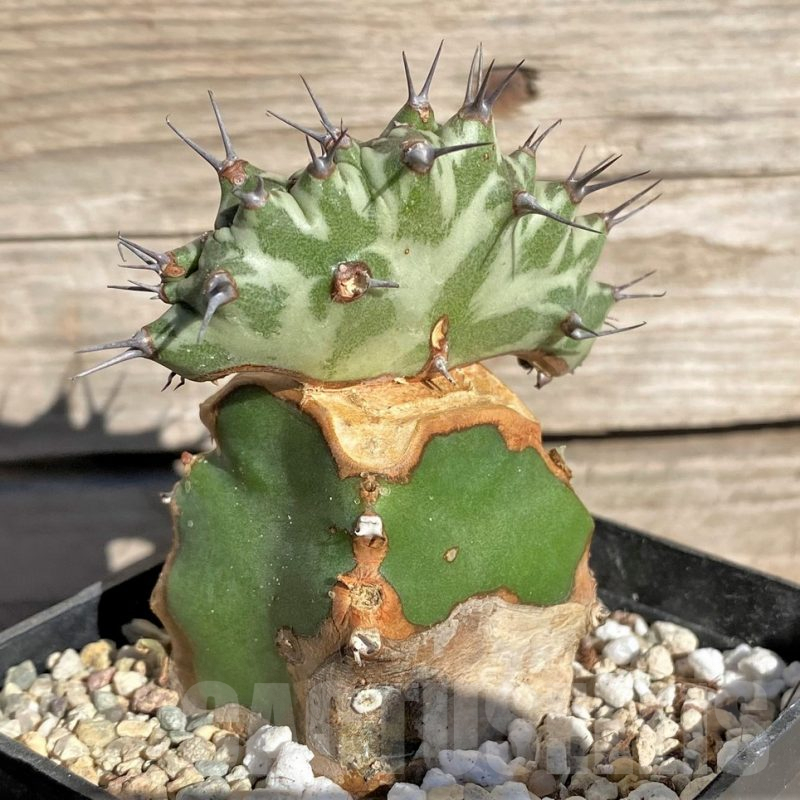 SHPR33853 Euphorbia horwoodii f. cristata, grafted