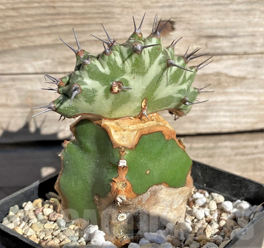 SHPR33853 Euphorbia horwoodii f. cristata, grafted