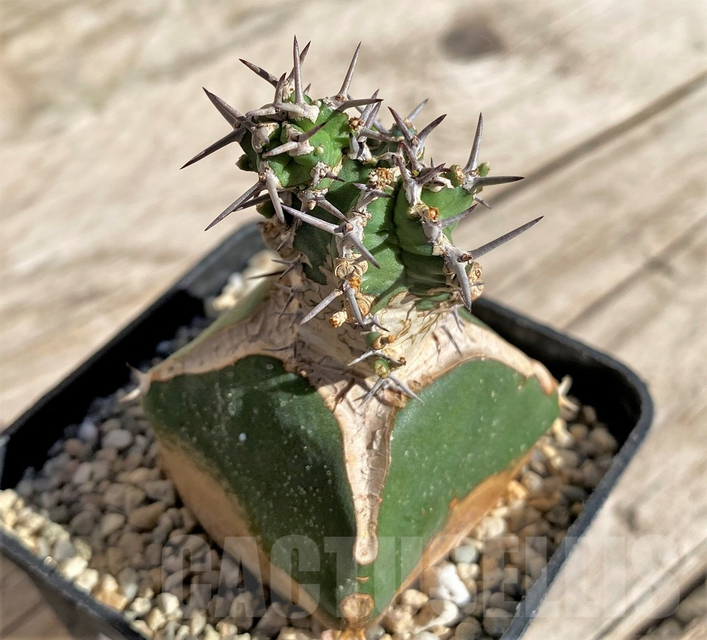 SHPR33854 Euphorbia mitriformis, grafted – Image 2
