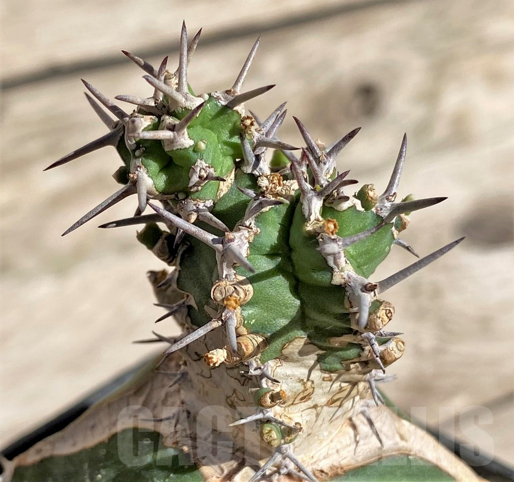 SHPR33854 Euphorbia mitriformis, grafted