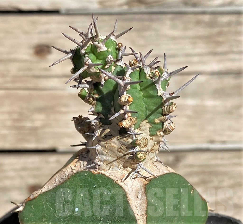 SHPR33854 Euphorbia mitriformis, grafted – Image 3