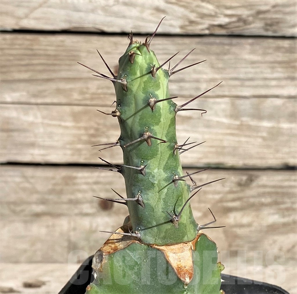 SHPR33855 Euphorbia sp. Cap Guardafui, grafted