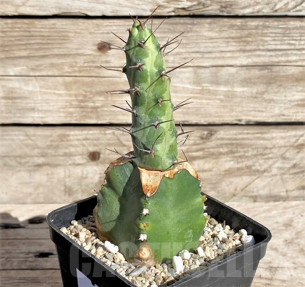 SHPR33855 Euphorbia sp. Cap Guardafui, grafted – Image 2