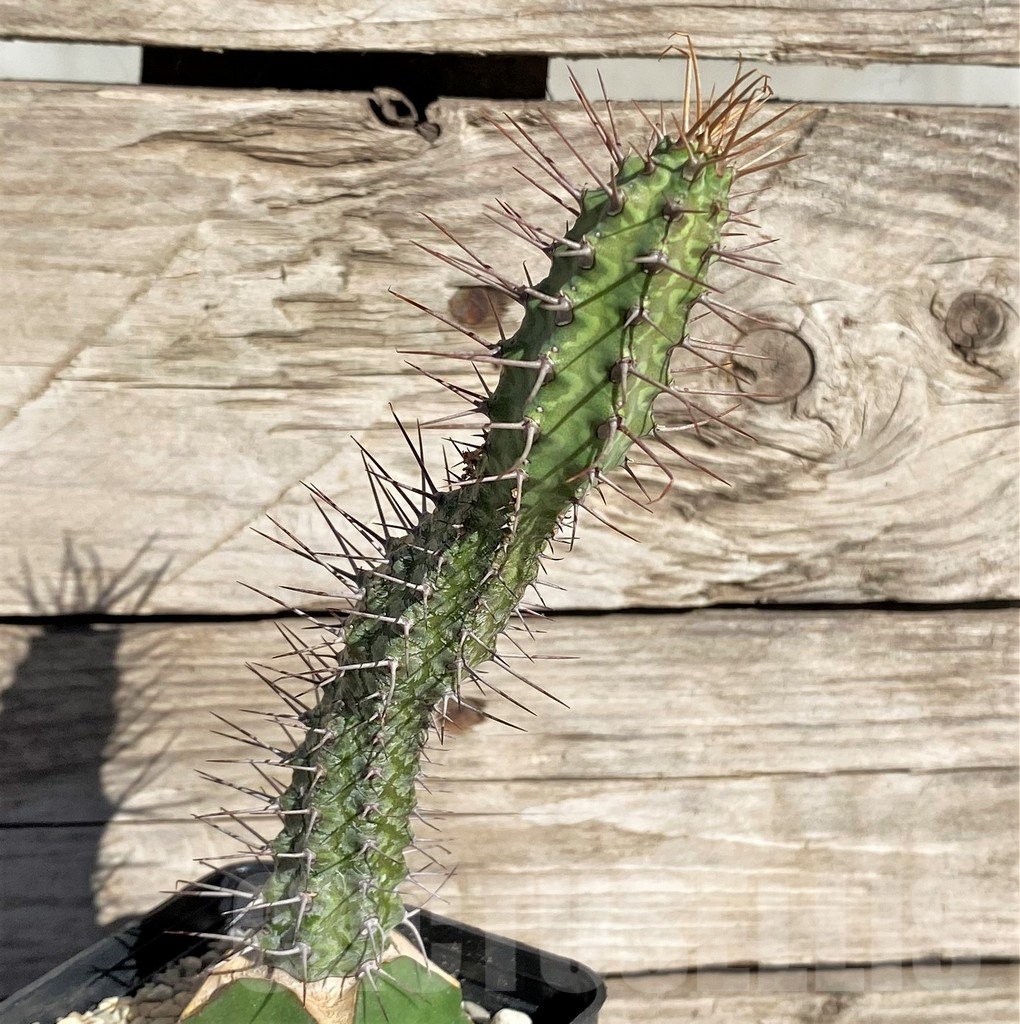 SHPR33859 Euphorbia inaequispina, grafted
