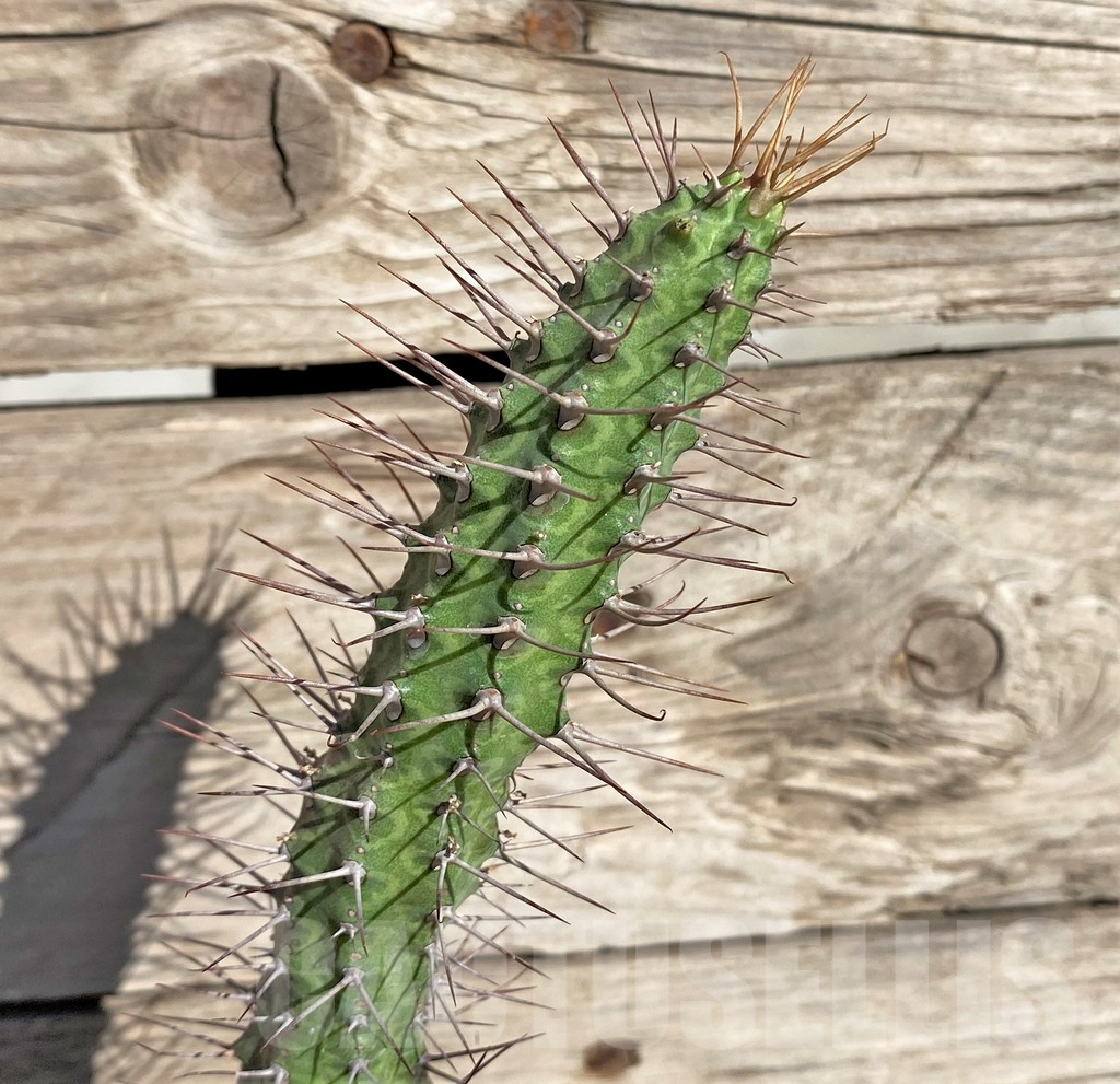 SHPR33860 Euphorbia inaequispina, grafted