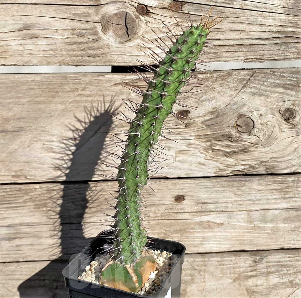 SHPR33860 Euphorbia inaequispina, grafted - Imagen 2