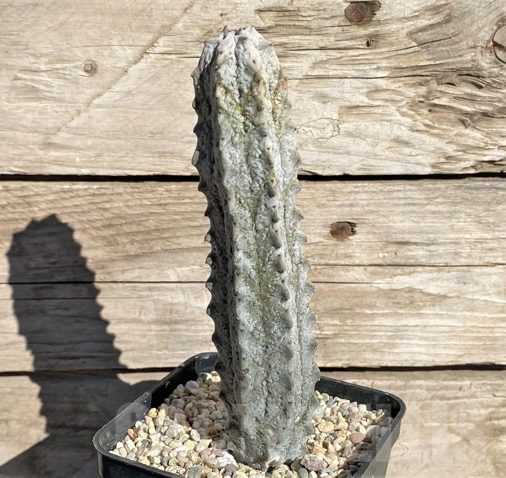 SHPR33861 Euphorbia abdelkuri - Зображення 2