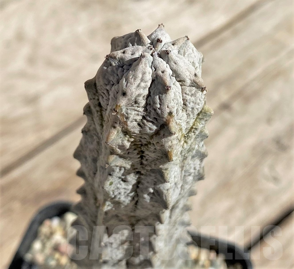 SHPR33861 Euphorbia abdelkuri