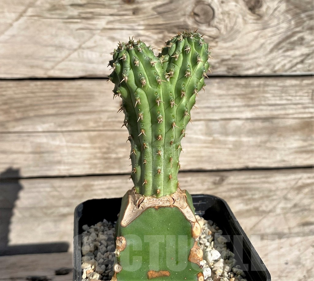 SHPR33862 Euphorbia multiclava, grafted – Image 2