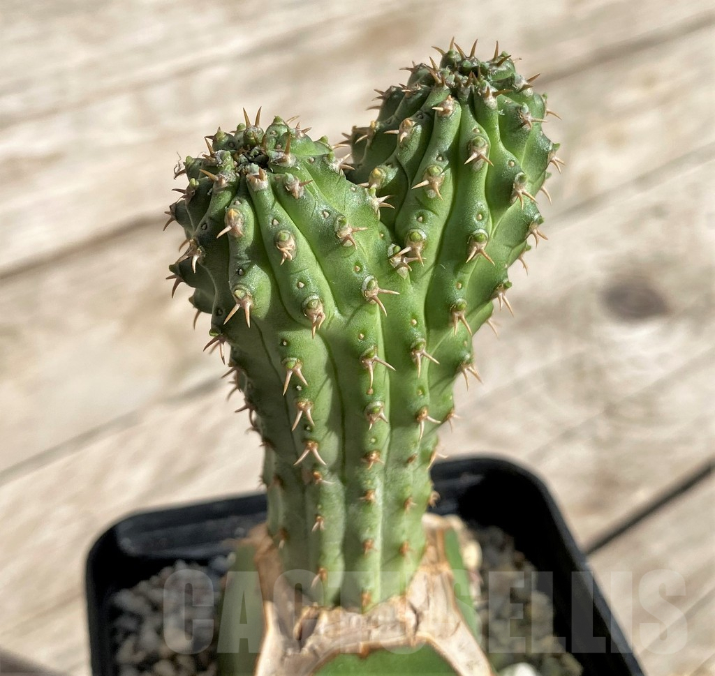 SHPR33862 Euphorbia multiclava, grafted